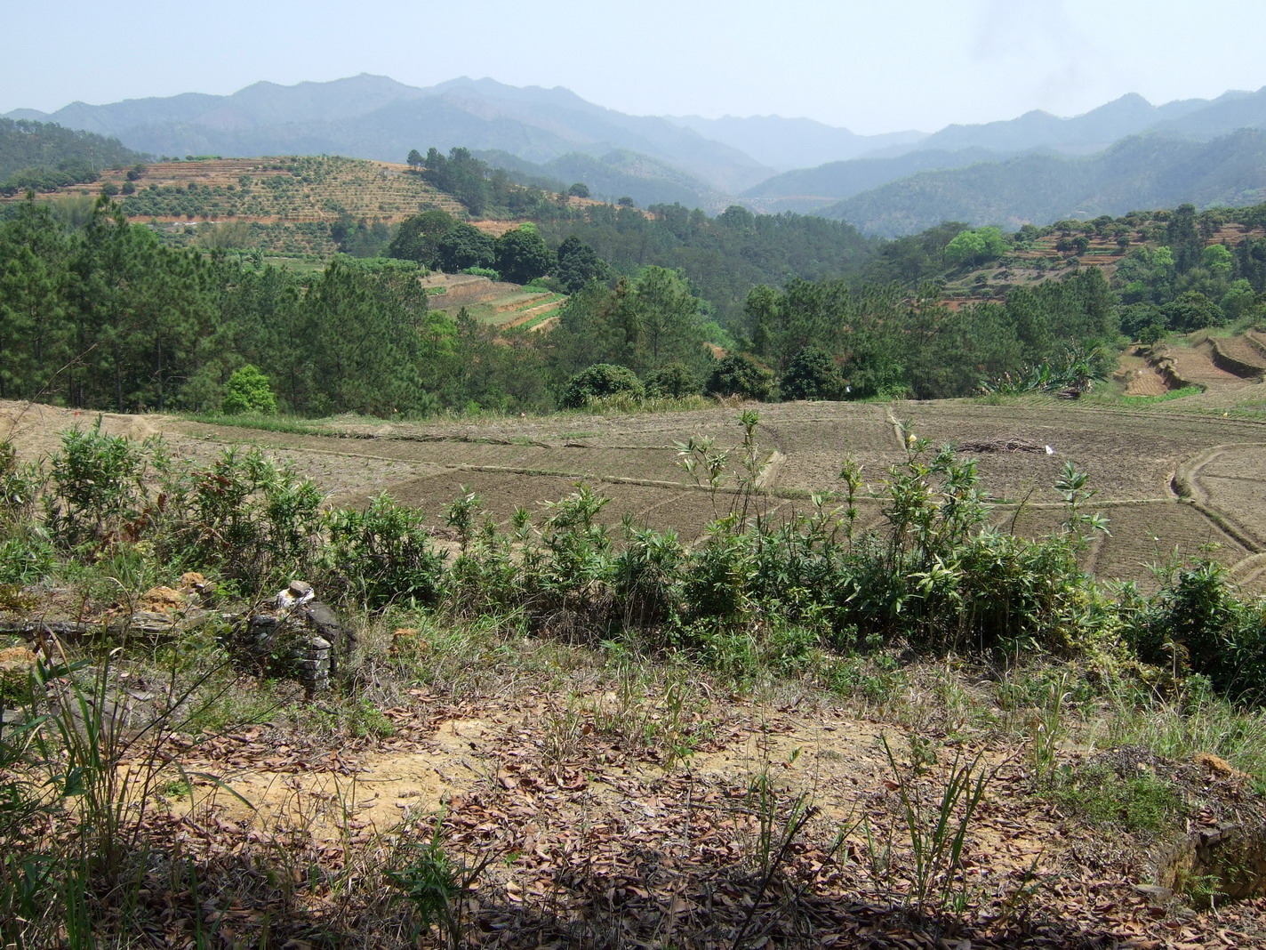 ming tong.1.jpg